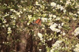 A monarch butterfly with vivid orange and black wings sits delicately on a cluster of small white daisy-like flowers. The background is filled with similar flowers, adding depth and richness to the scene.