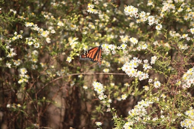 A monarch butterfly with vivid orange and black wings sits delicately on a cluster of small white daisy-like flowers. The background is filled with similar flowers, adding depth and richness to the scene.