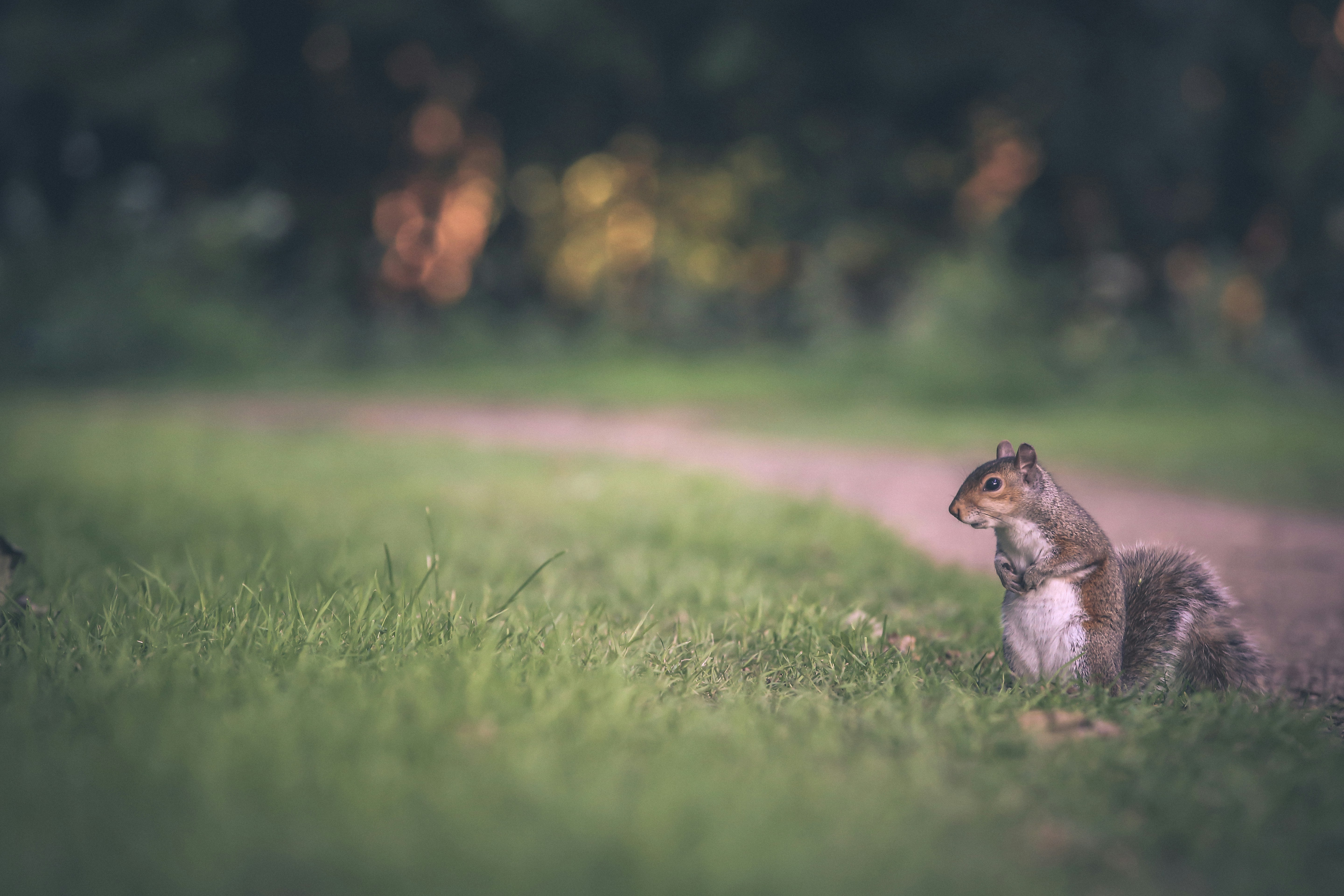 selective focus of gray squirrel on green grass field, Squirrel on a lawn