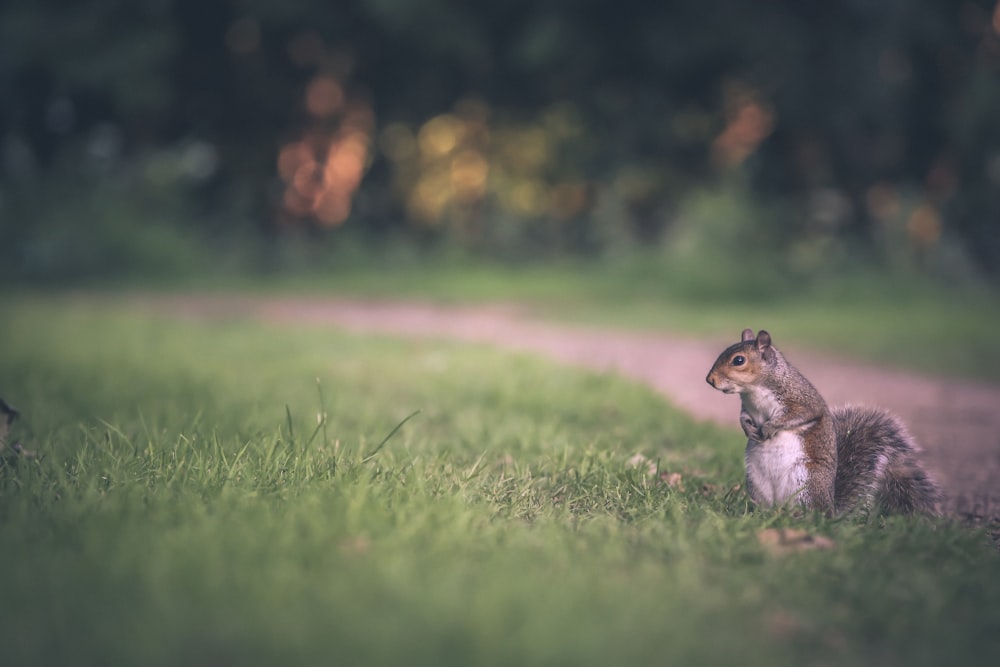 selective focus of gray squirrel on green grass field