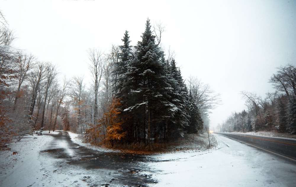 snow covered road between trees