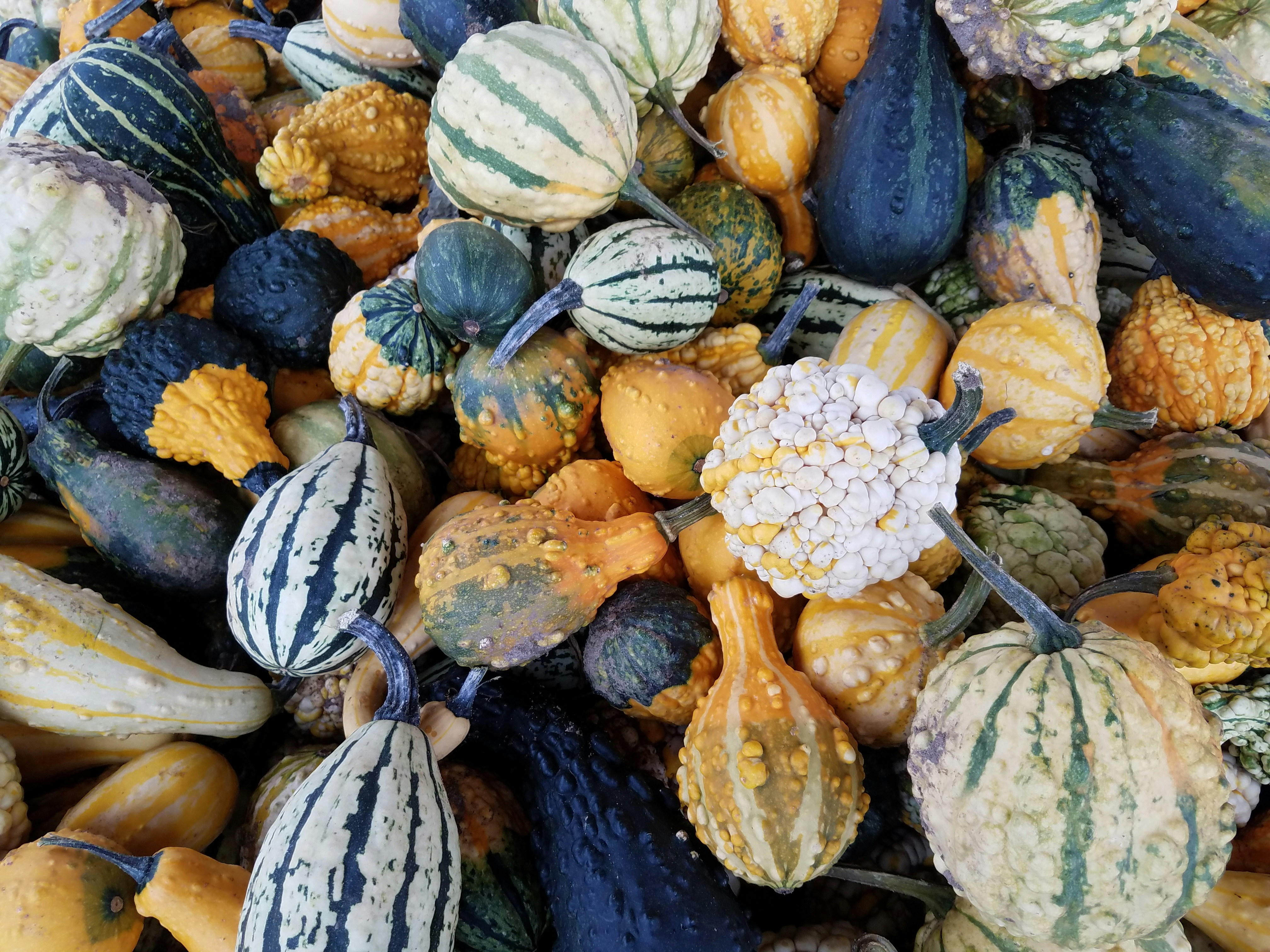 File:Pumpkin  Wikimedia Commons
