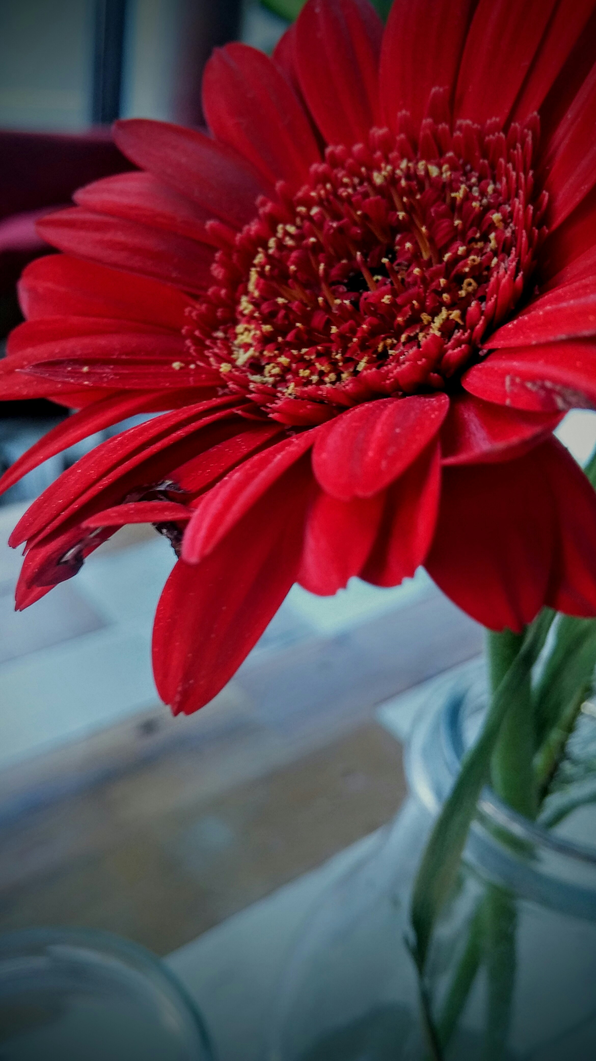 Free Unsplash photo from Eva Snijders