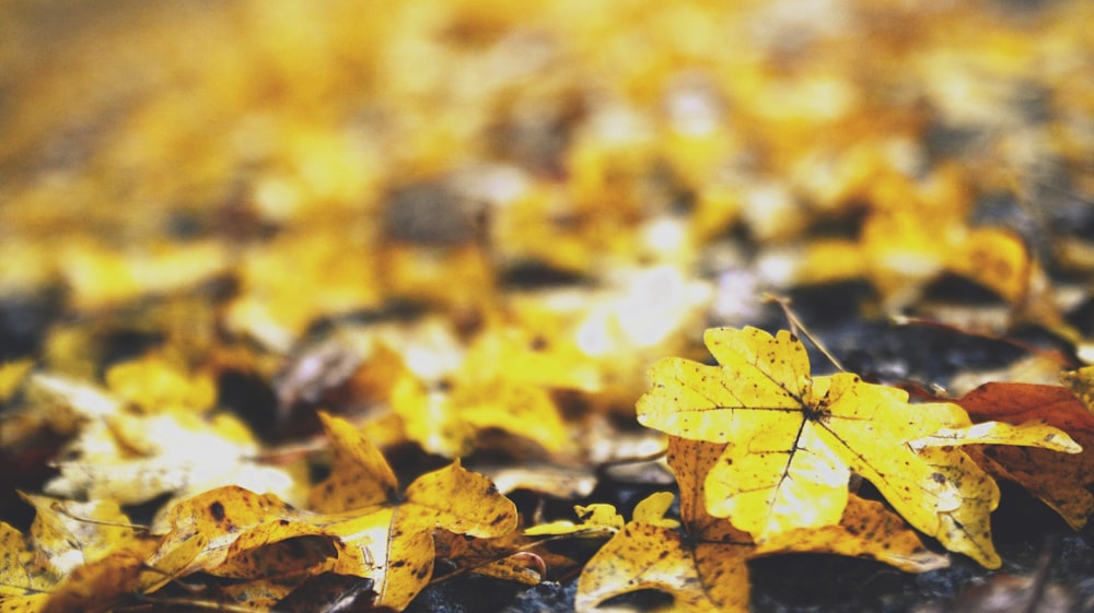 shallow focus photo of leaves