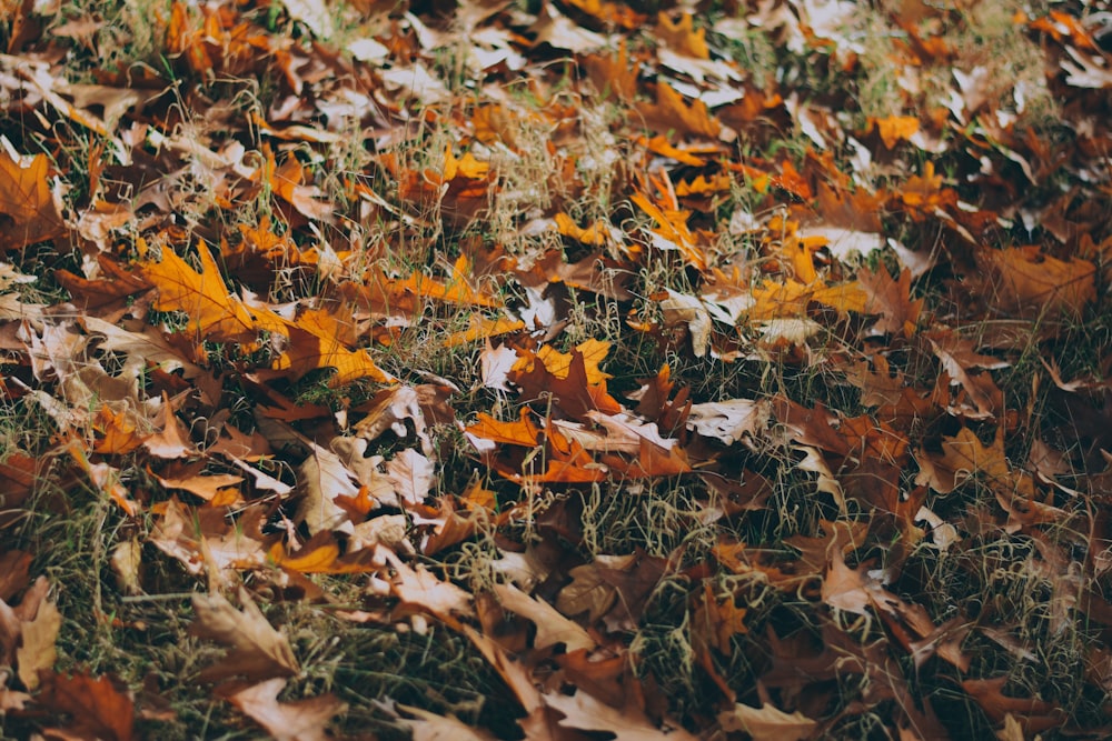 Photographie en gros plan de feuilles brunes pendant la journée