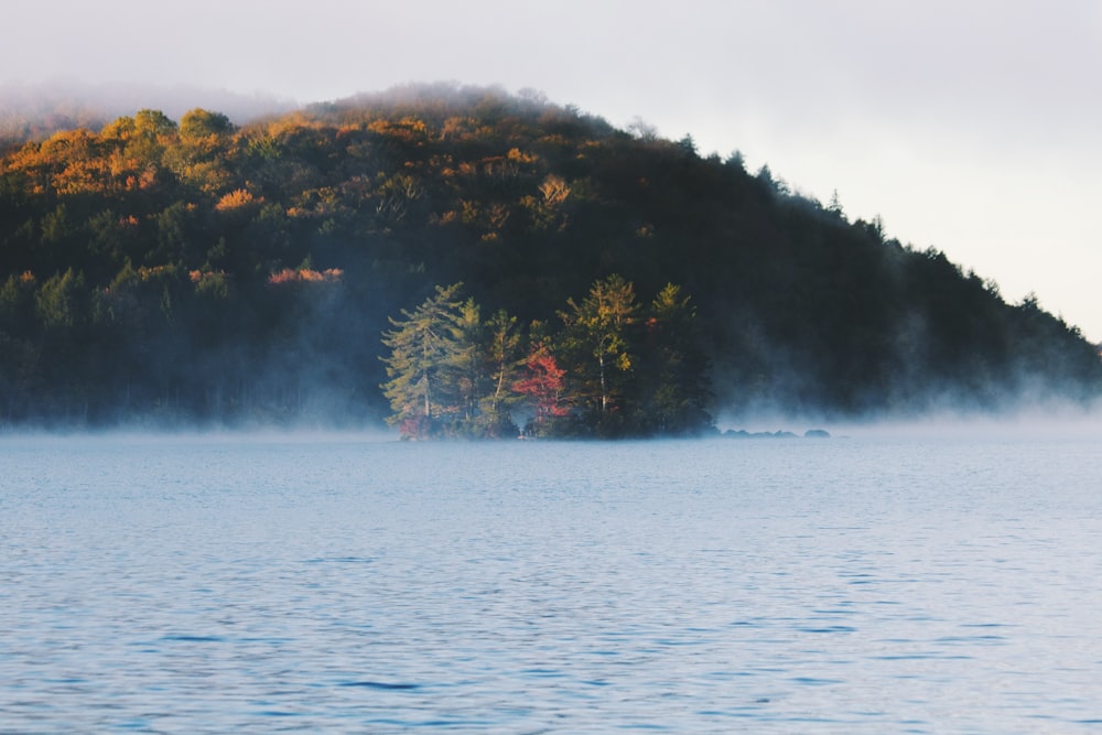 island full of trees near body of water