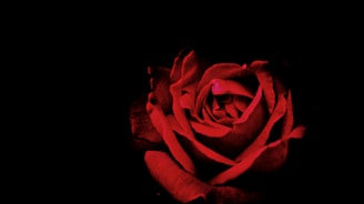 A stark crimson rose against a pitch-black background, shadows curling around its petals.