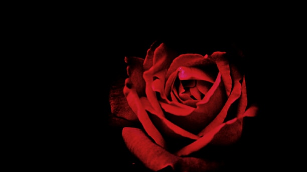 A stark crimson rose against a pitch-black background, shadows curling around its petals.