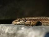 A reptile with a textured, brown and green speckled skin is resting on a stone surface. The focus is on its head and elongated body, with a blurred dark background accentuating the details of its scales.