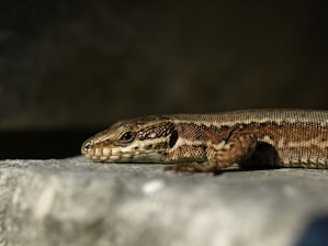 A reptile with a textured, brown and green speckled skin is resting on a stone surface. The focus is on its head and elongated body, with a blurred dark background accentuating the details of its scales.