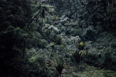 aerial photography of rainforest