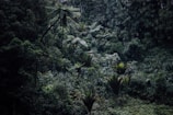 A dense jungle filled with exotic plants and wildlife.