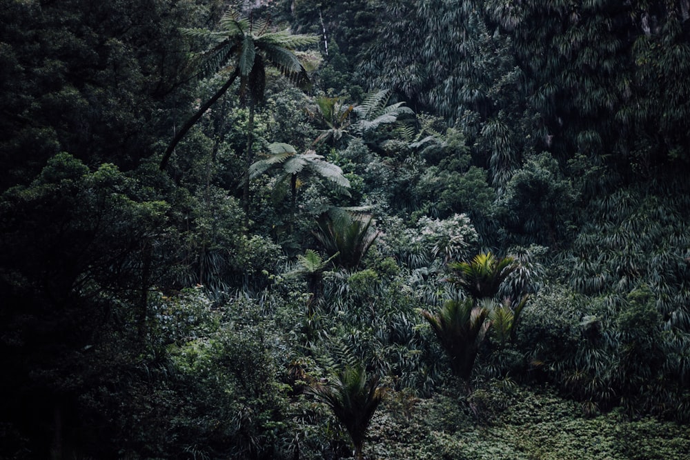 Fotografía aérea de la selva tropical