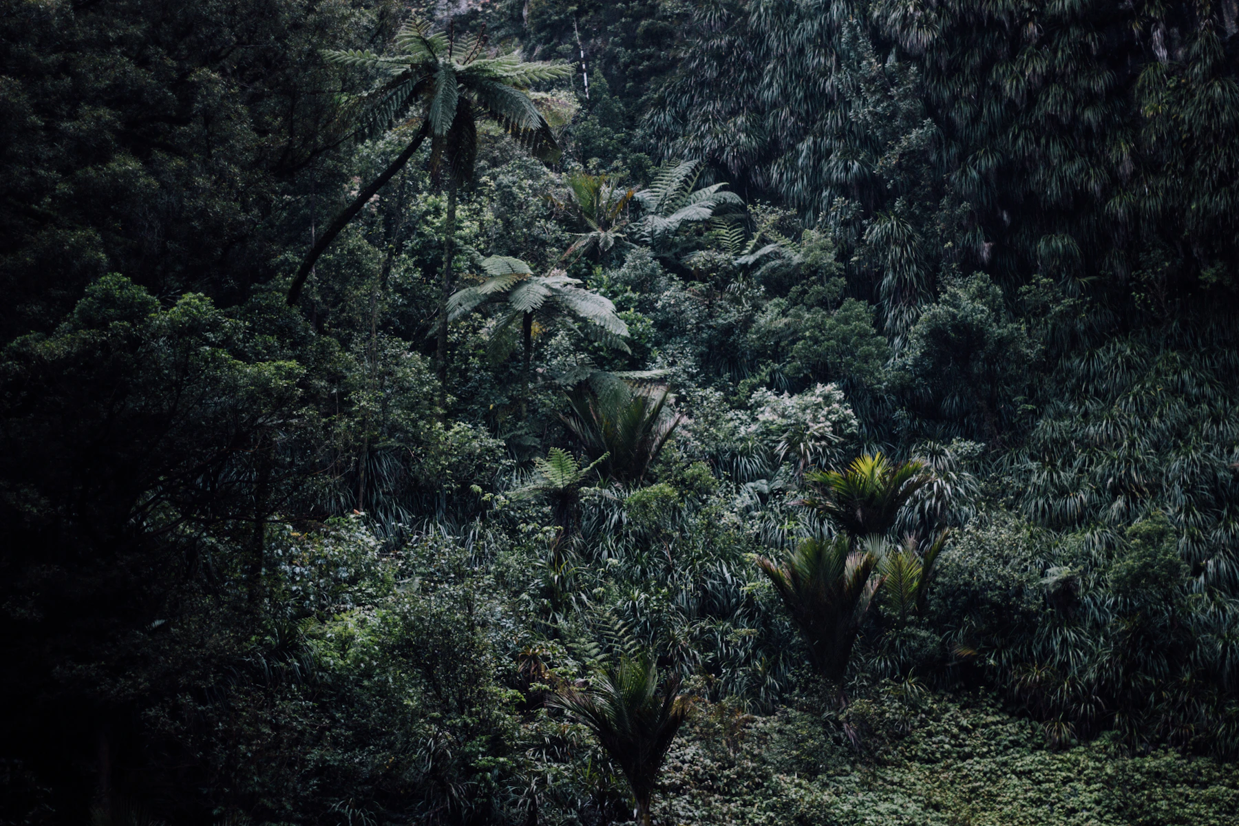 A dense green forest canopy seen from above.