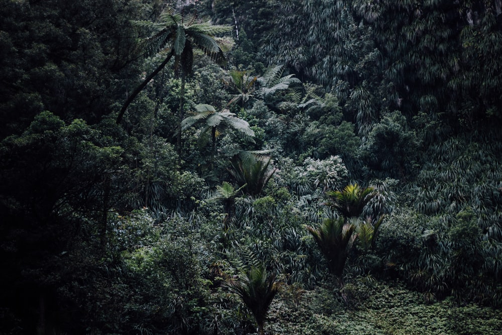 aerial photography of rainforest