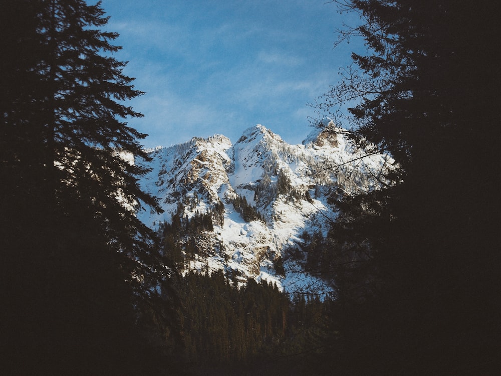 Photo de montagne et d’arbres enneigés
