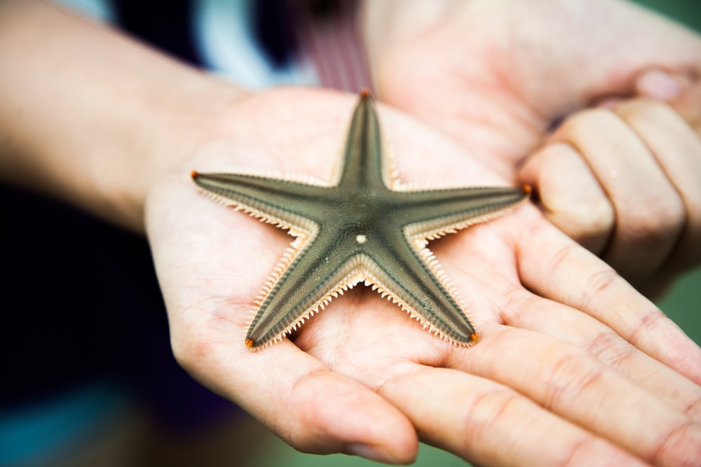 Estrella de mar en la palma de la mano de la persona