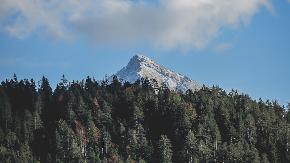 green trees near mountain under blue sky during daytime