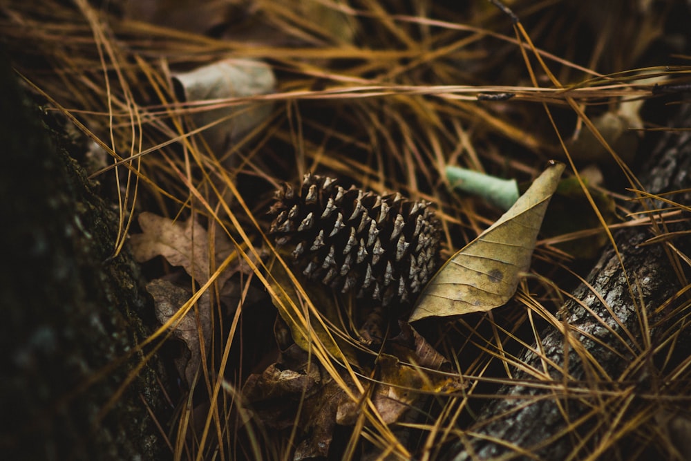 selective focus photography of beige leaf