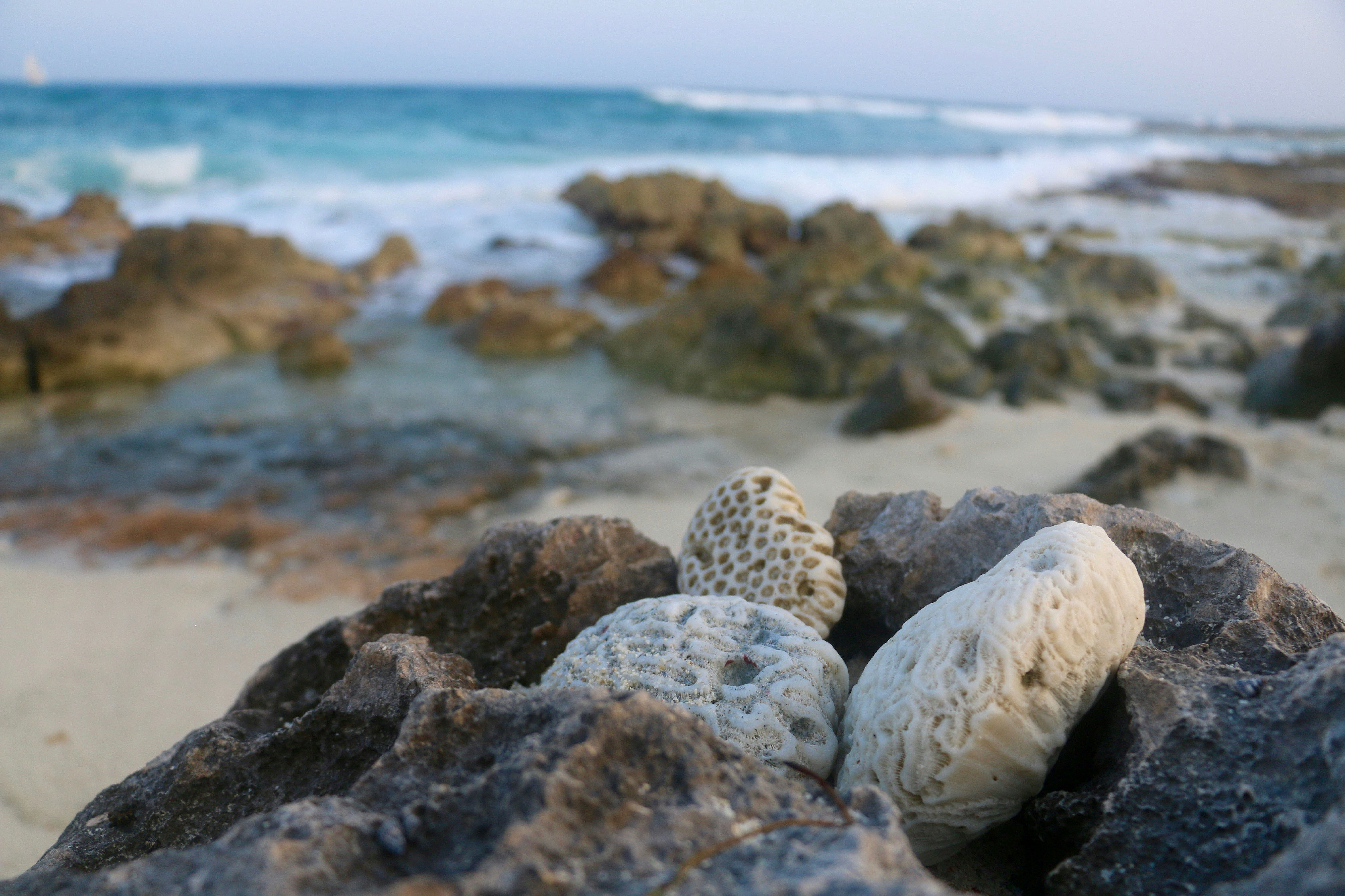 Free Unsplash photo from Raphael Bruno