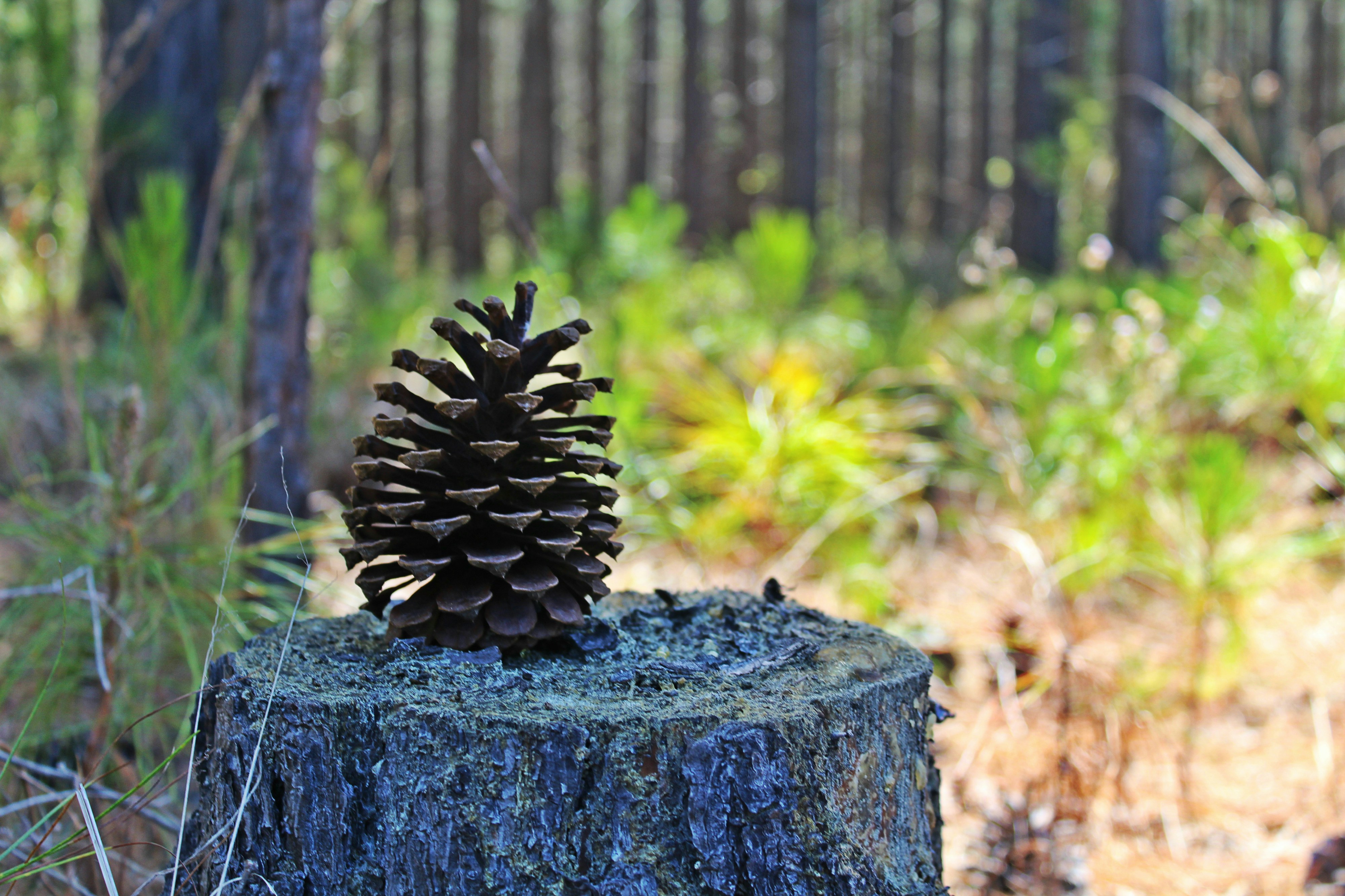 Free Unsplash photo from Queen Jess