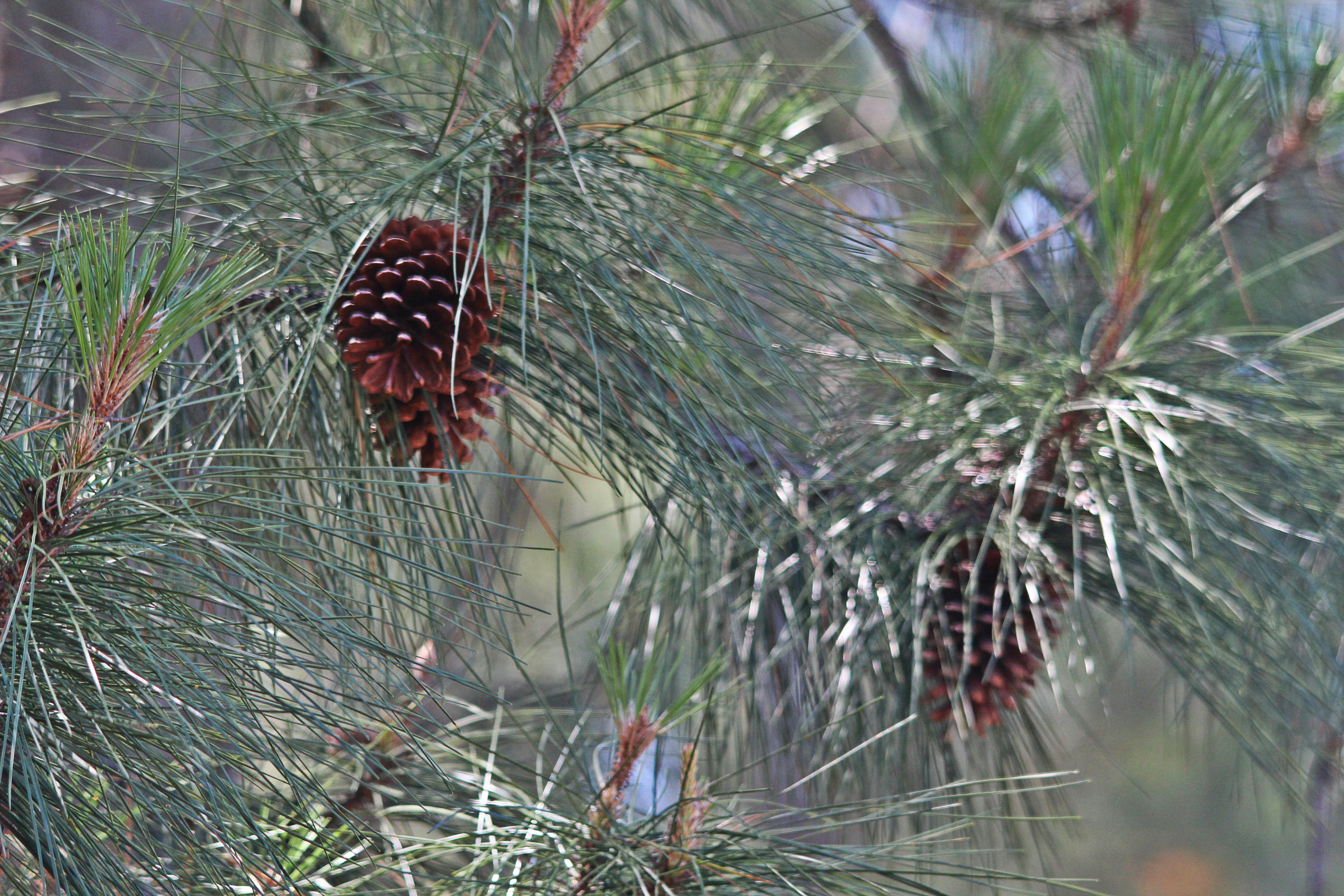 Free Unsplash photo from Queen Jess