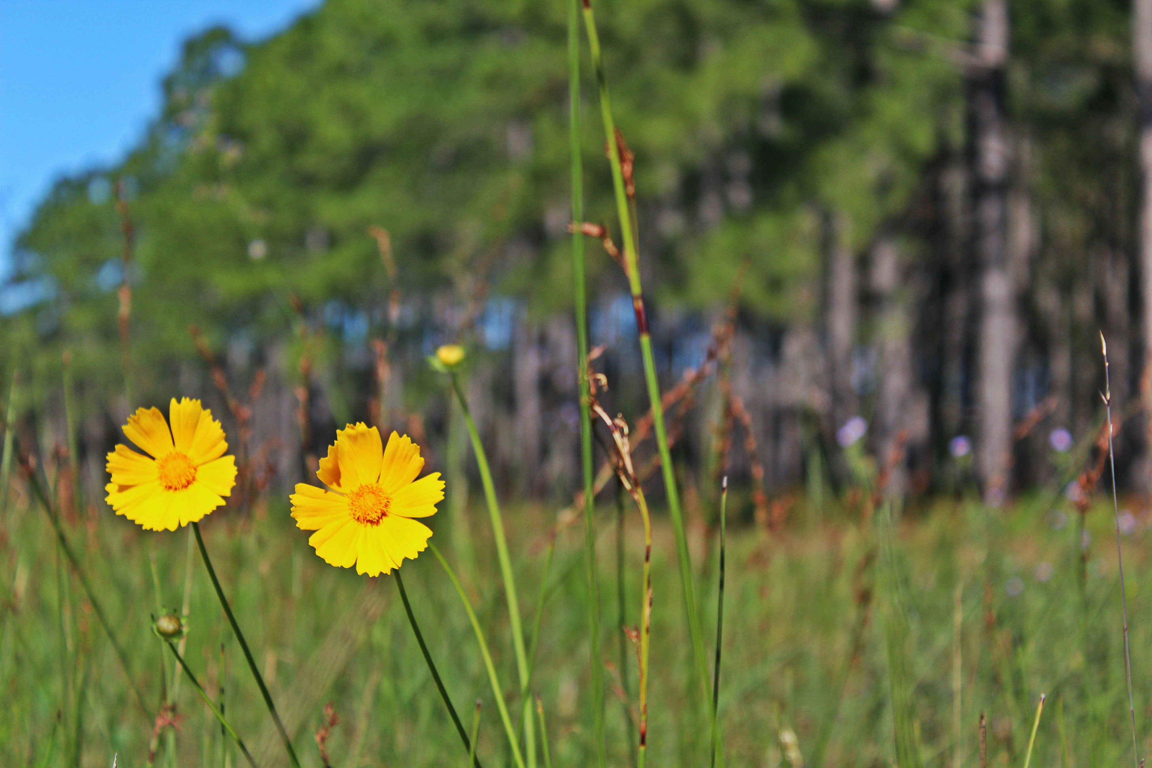 Free Unsplash photo from Queen Jess