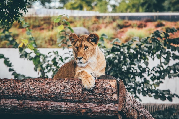 brown lioness laying on tree stem