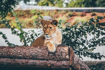 brown lioness laying on tree stem