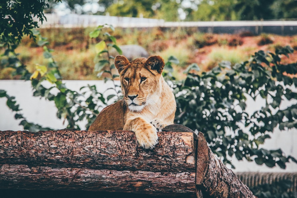 brown lioness laying on tree stem