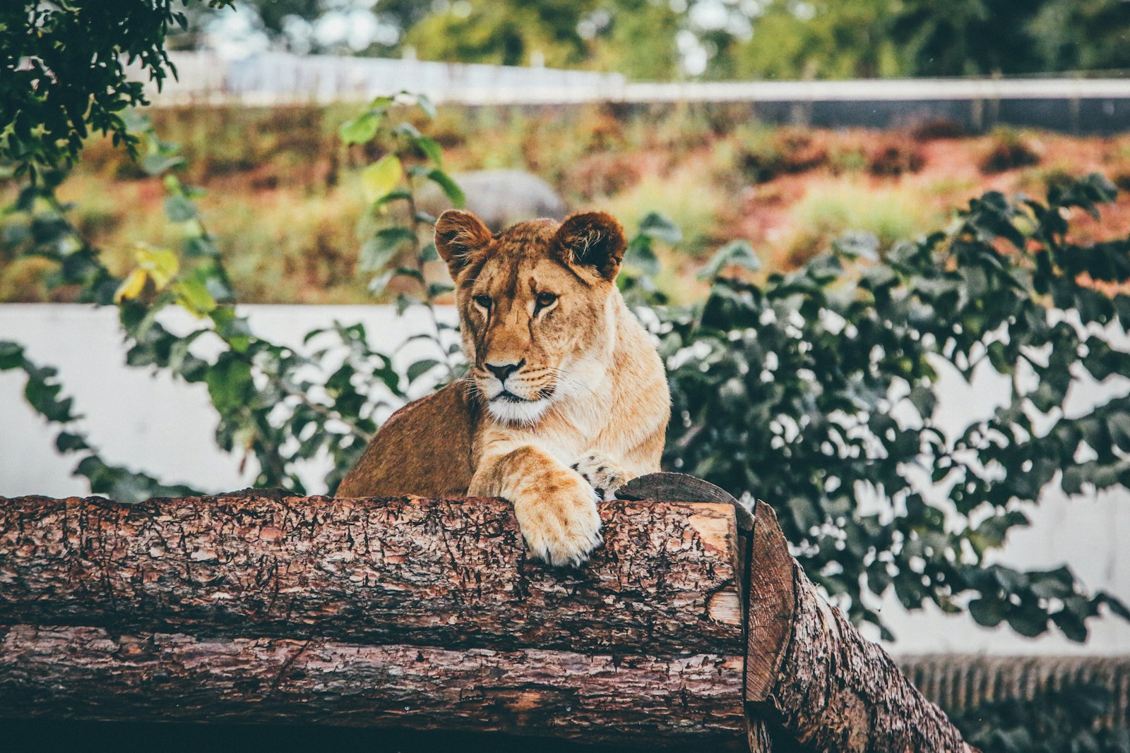 Canon EOS 5D Mark III + Canon EF 70-200mm F2.8L IS II USM sample photo. Brown lioness laying on photography