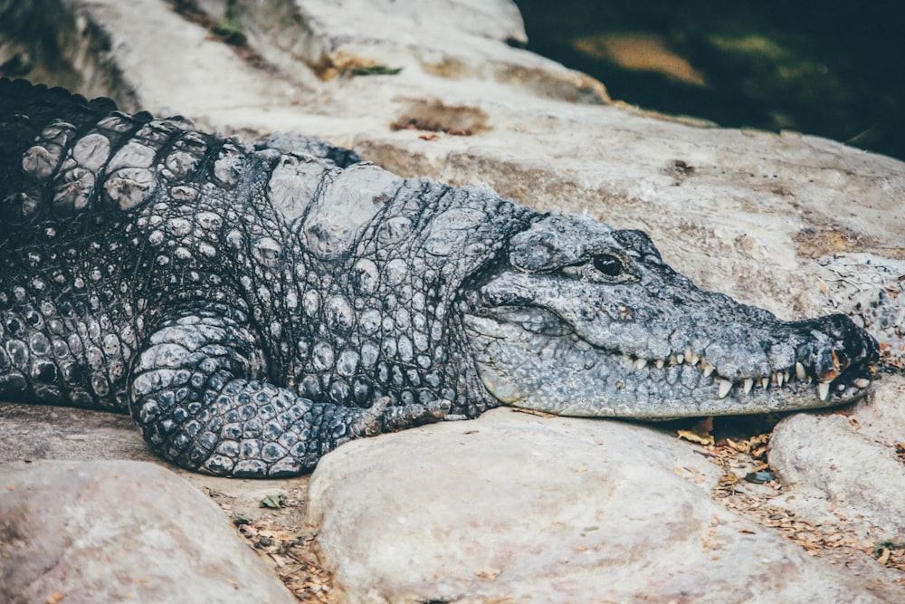 gray crocodile