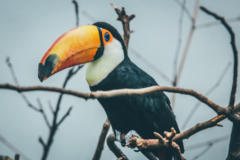 Tucano em galho de árvore