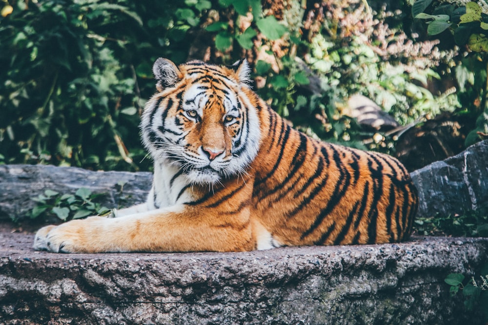 Tigre orange sur sol en béton gris