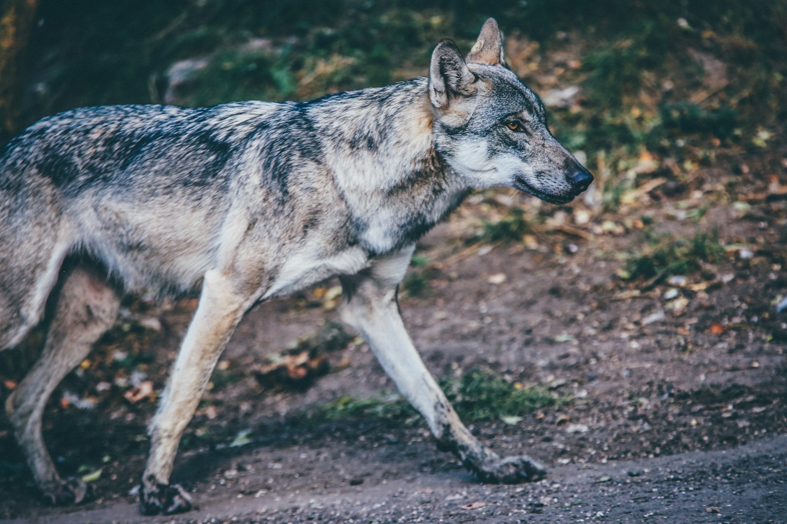 Canon EOS 5D Mark III + Canon EF 70-200mm F2.8L IS II USM sample photo. Photo of standing gray photography