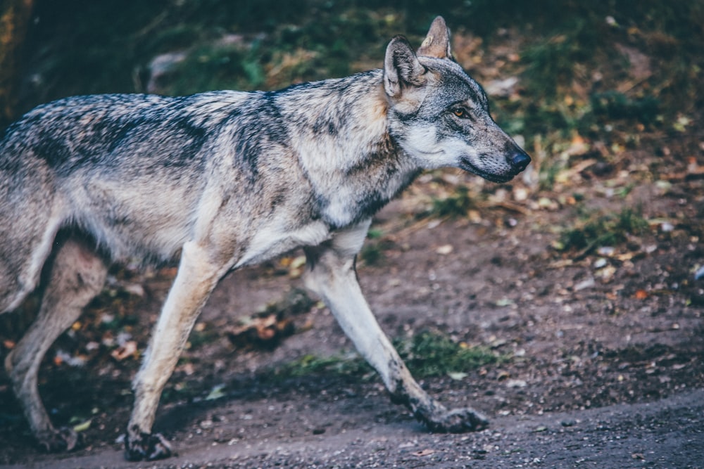 photo of standing gray wolf
