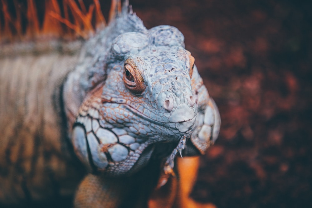 Lagarto marrom, laranja e azul em foco durante o dia