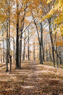 brown forest