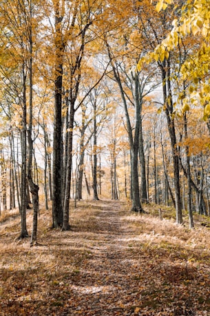 brown forest