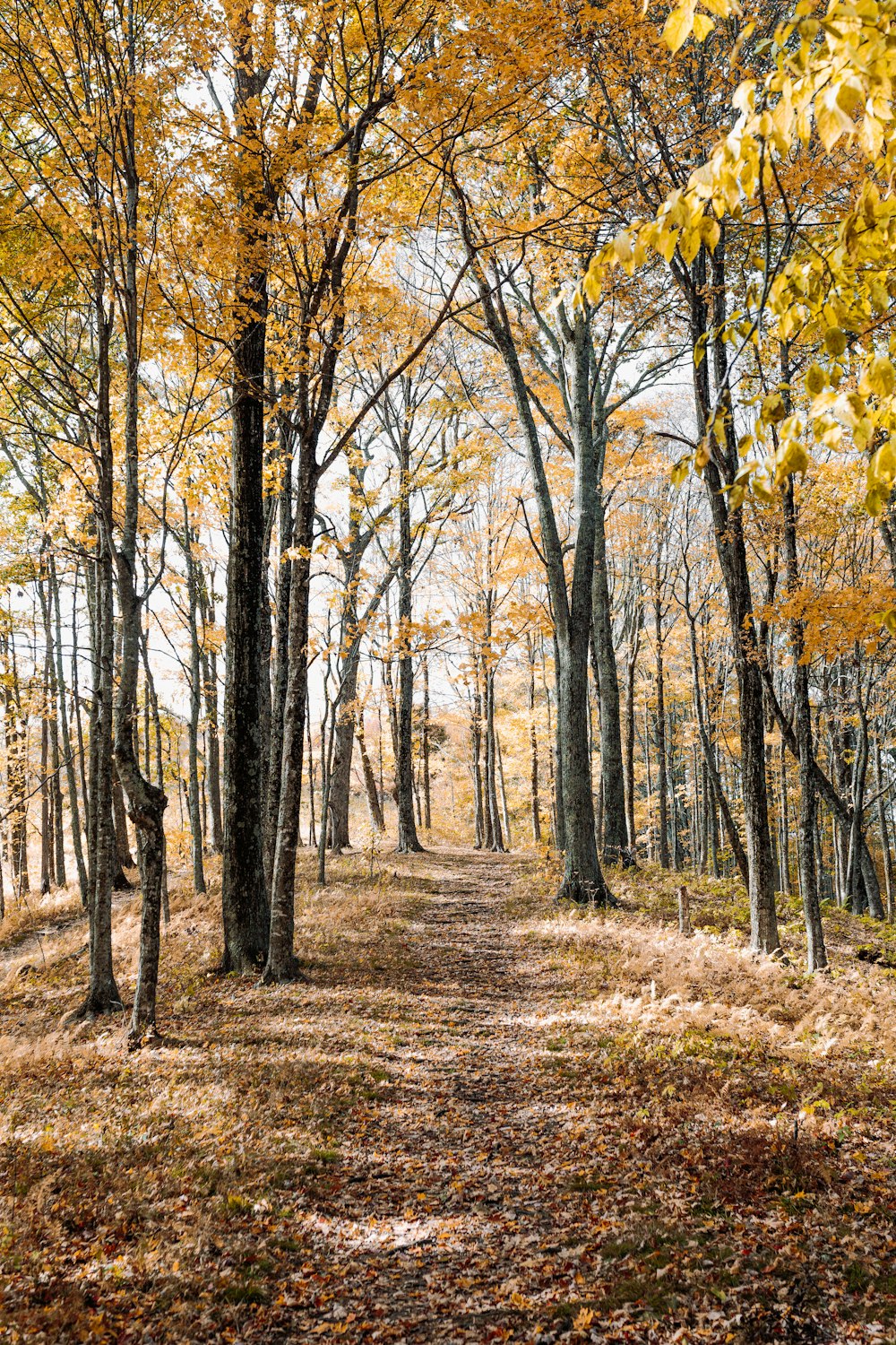 brown forest