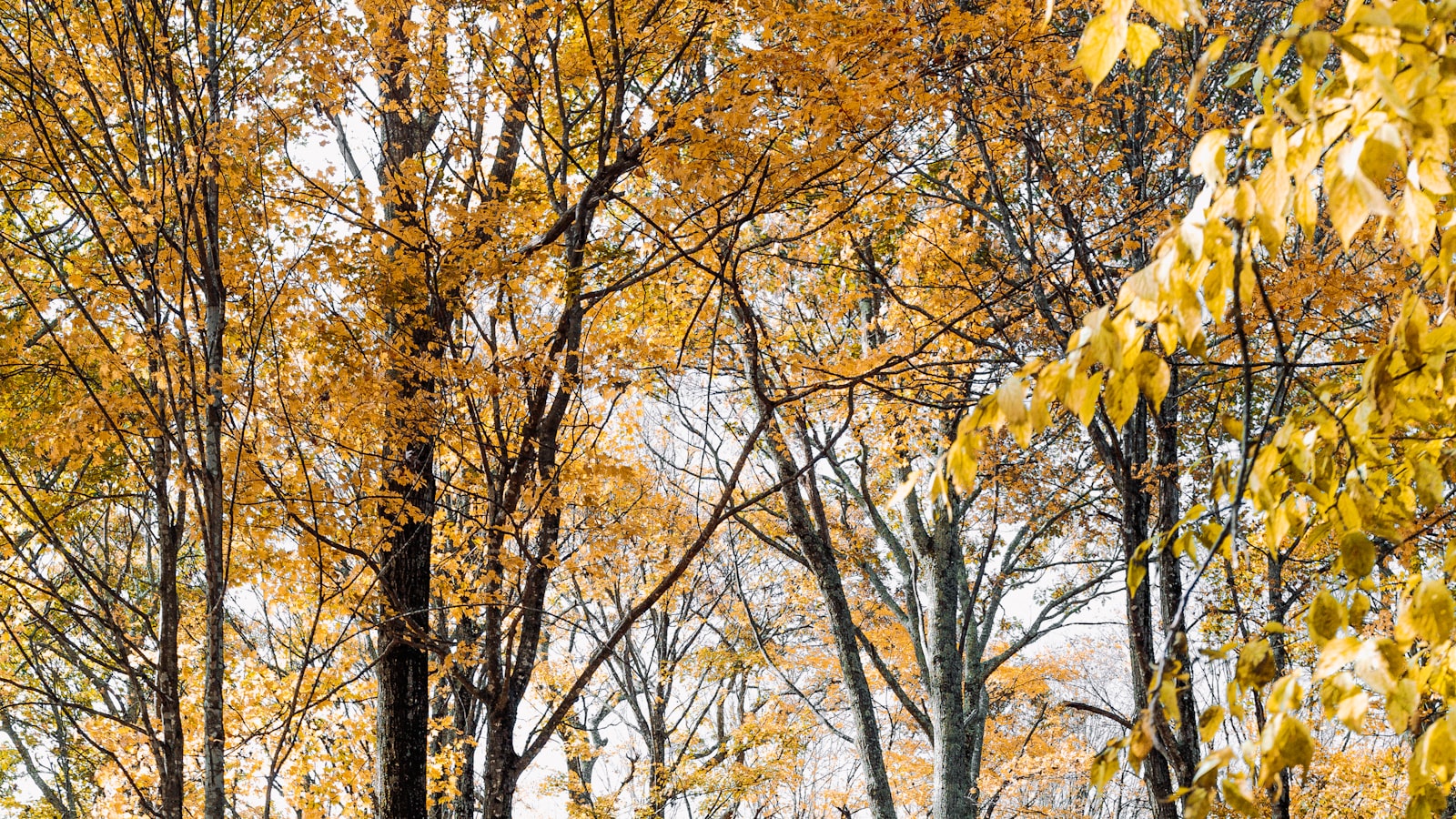 2. Nurturing the Magnolia: Expert Insights to Keep Your Tree's Leaves Vibrant