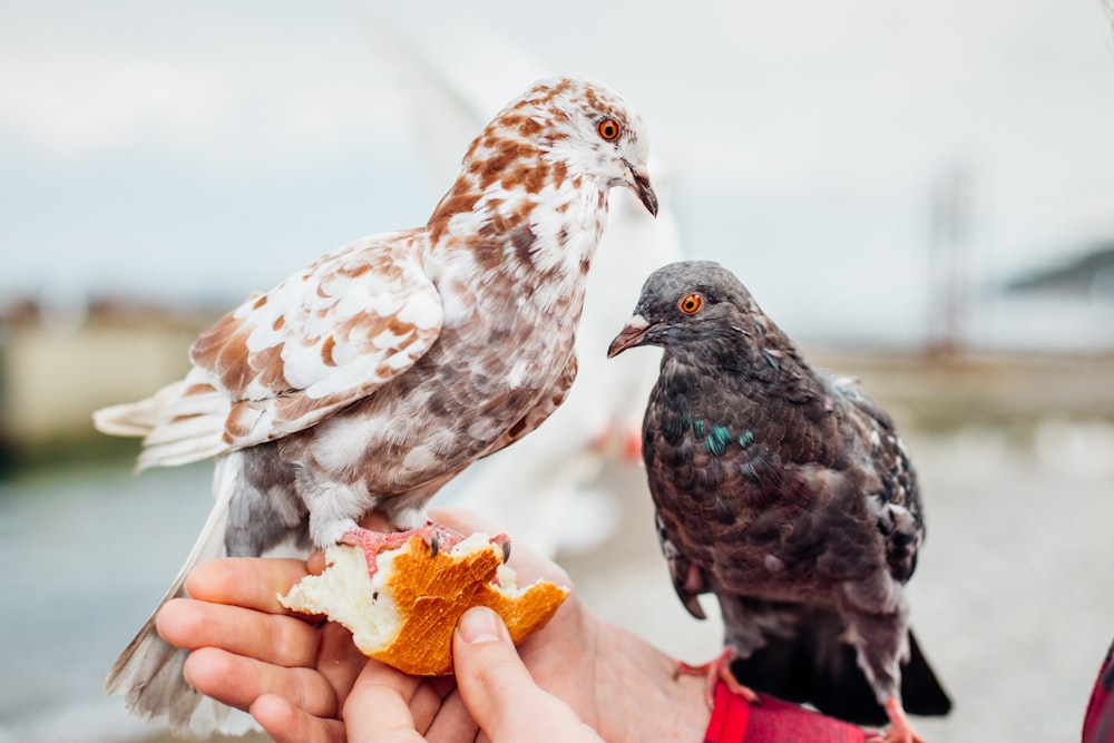 two black and brown birds on person's hand