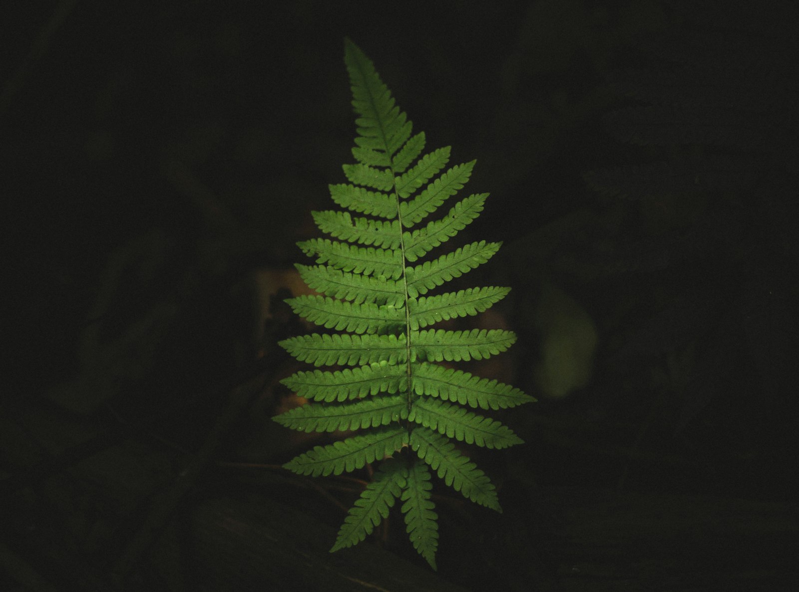Canon EOS 7D + Canon EF 50mm F1.8 STM sample photo. Green boston fern photography