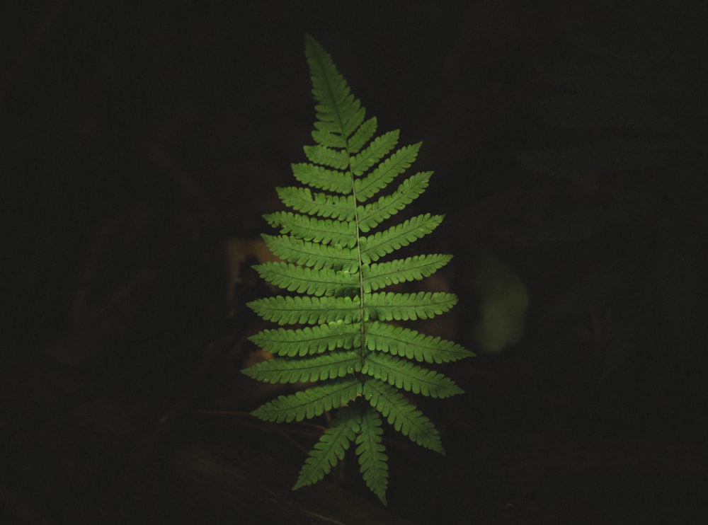 green Boston fern