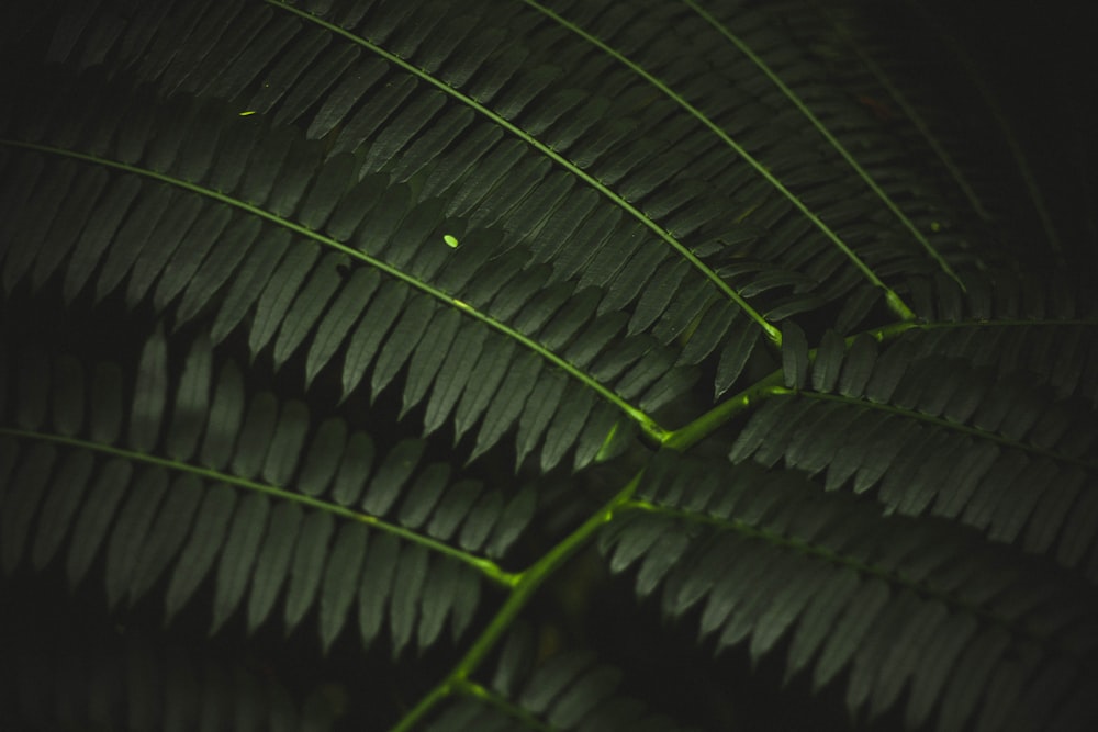 緑の葉植物のマクロ撮影