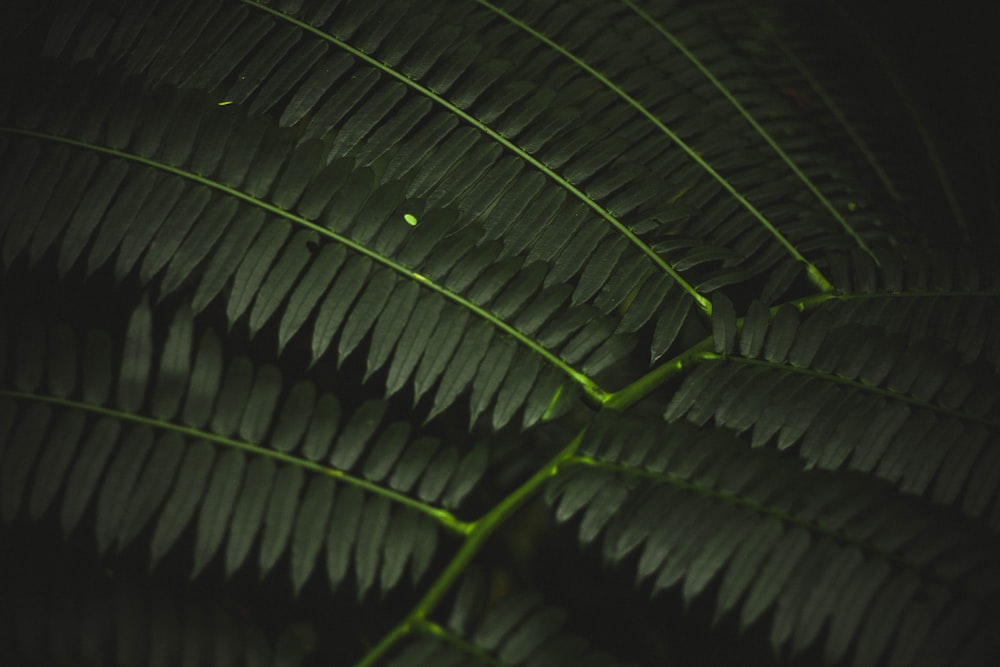 Fotografia macro de planta de folhas verdes