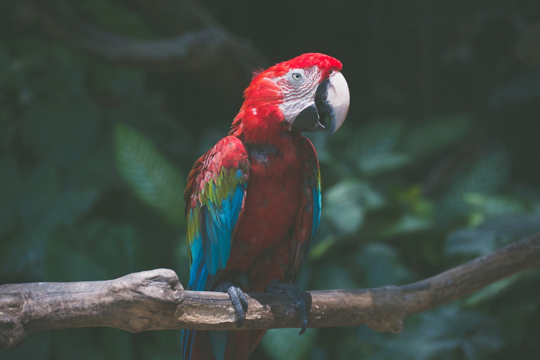 red-and-blue bird