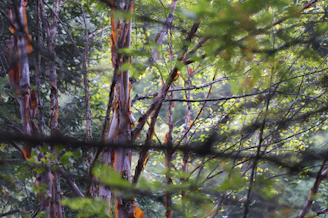 A detailed painting of a dense forest teeming with birds, insects, and small mammals under dappled sunlight.