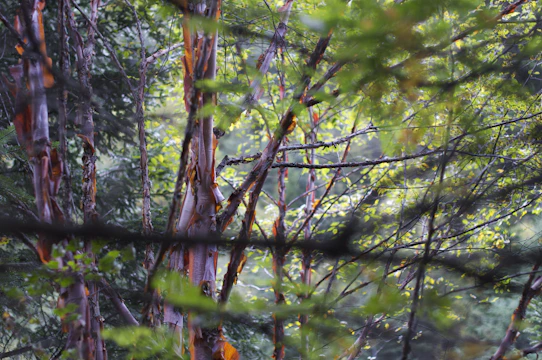 A detailed painting of a dense forest teeming with birds, insects, and small mammals under dappled sunlight.
