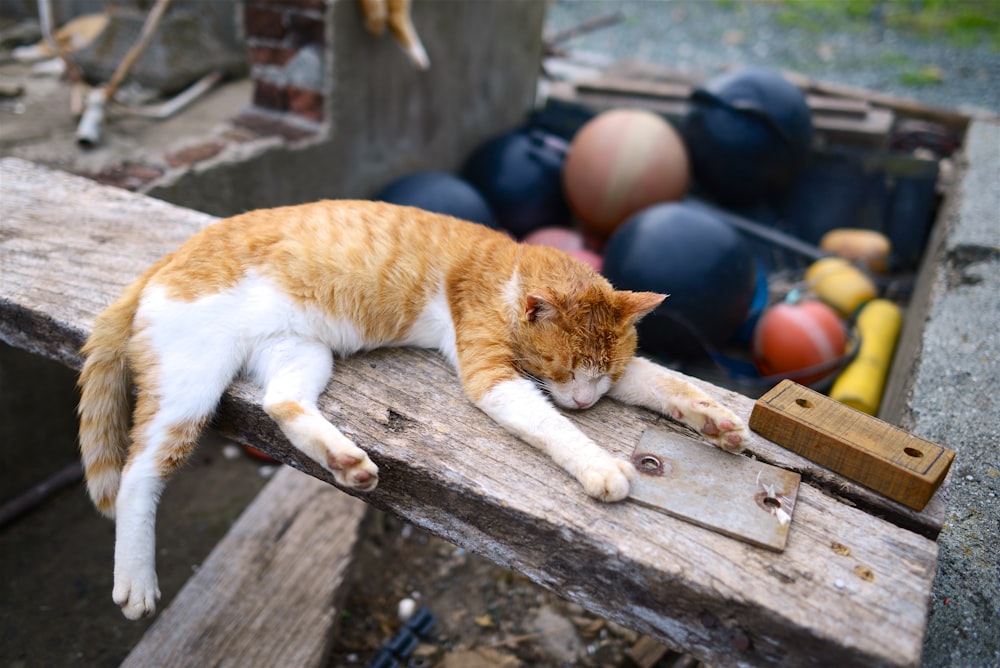 日中の撮影中に茶色の木の板に横たわるオレンジ色のぶち猫